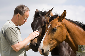 Corso base per coadiutore del cavallo