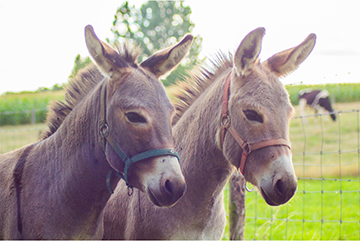 Corso base per coadiutore dellasino